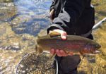 Crested Butte ANgler - Crested Butte Fishing Guide & Shop