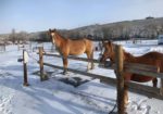 Lost Miner Ranch & Equestrian Center - Gunnison Colorado